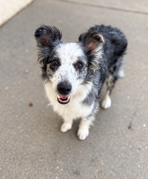Fly, Australian Shepherd / Mixed