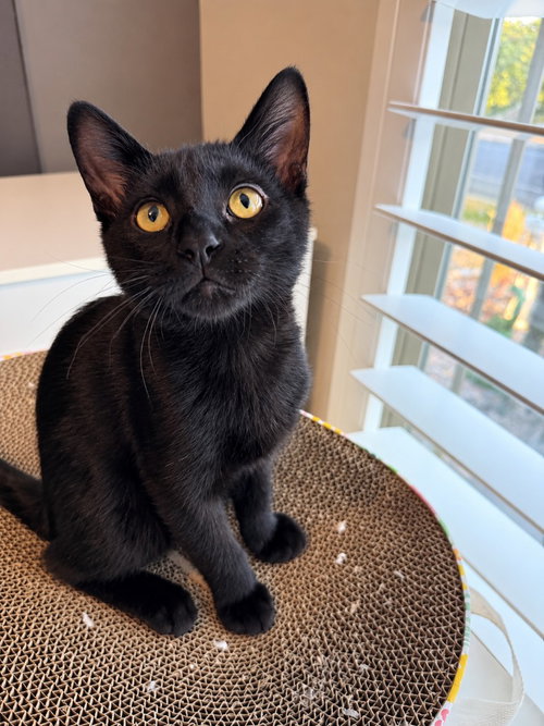 Inky, a cat for adoption from Community Animal Welfare Society