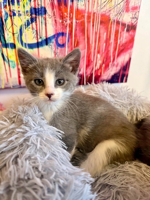Jules, a cat for adoption from Community Animal Welfare Society