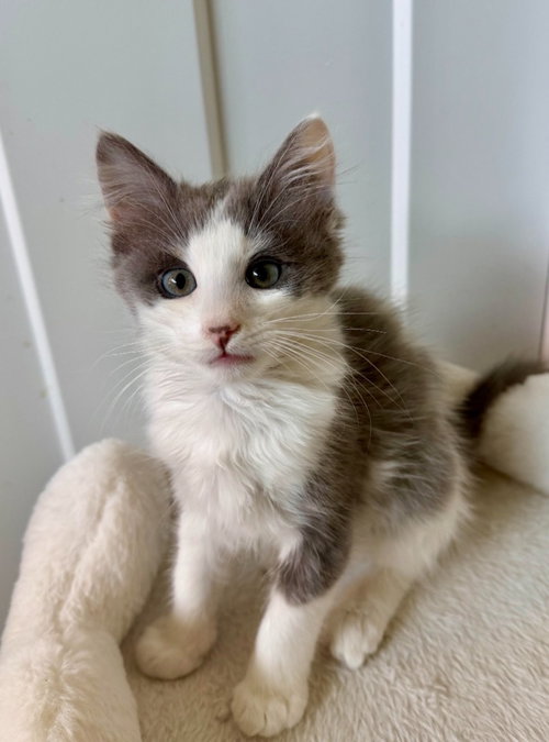 Louie, a cat for adoption from Community Animal Welfare Society