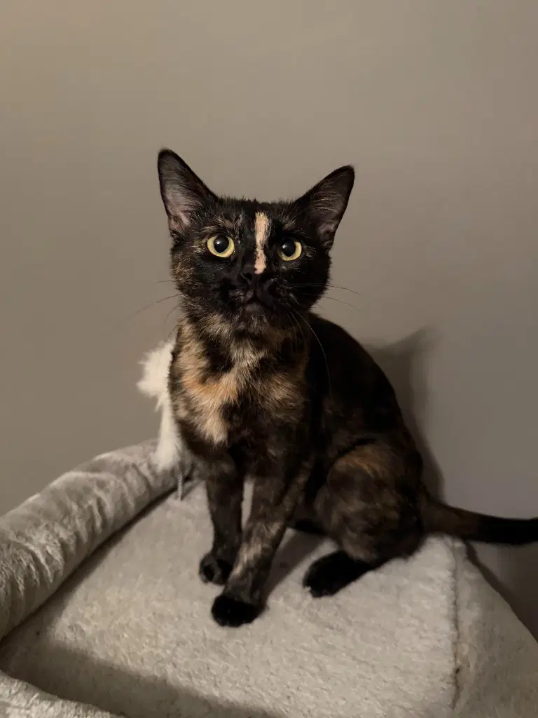 Michelle - Domestic Short Hair