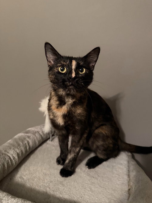 Michelle, a cat for adoption from Community Animal Welfare Society