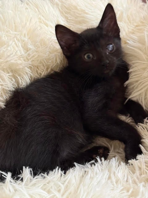 Millie, a cat for adoption from Community Animal Welfare Society