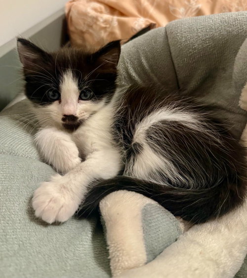 Moo, a cat for adoption from Community Animal Welfare Society