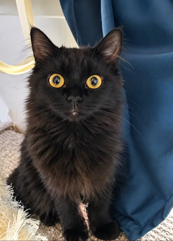 Owl Kitty - Domestic Long Hair