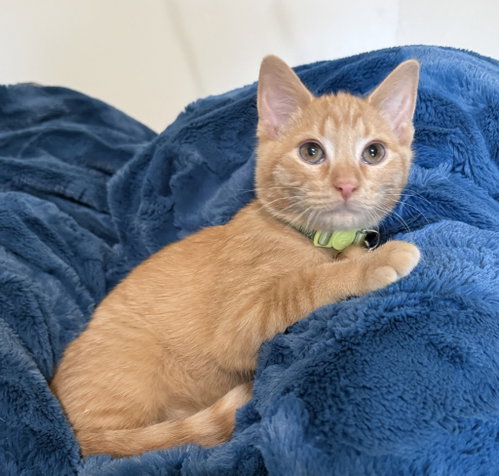Renji, a cat for adoption from Community Animal Welfare Society