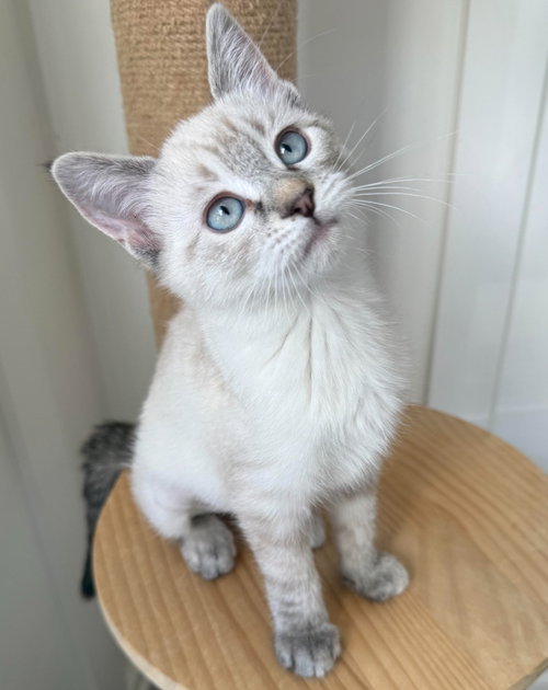 Amy, a cat for adoption from Community Animal Welfare Society