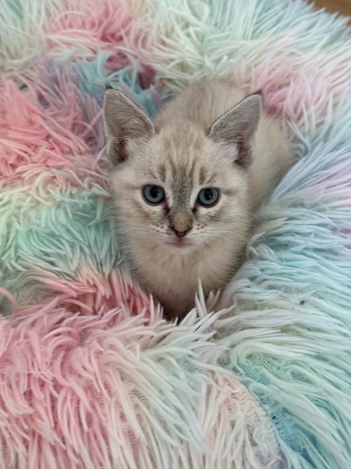 Bernadette, a cat for adoption from Community Animal Welfare Society