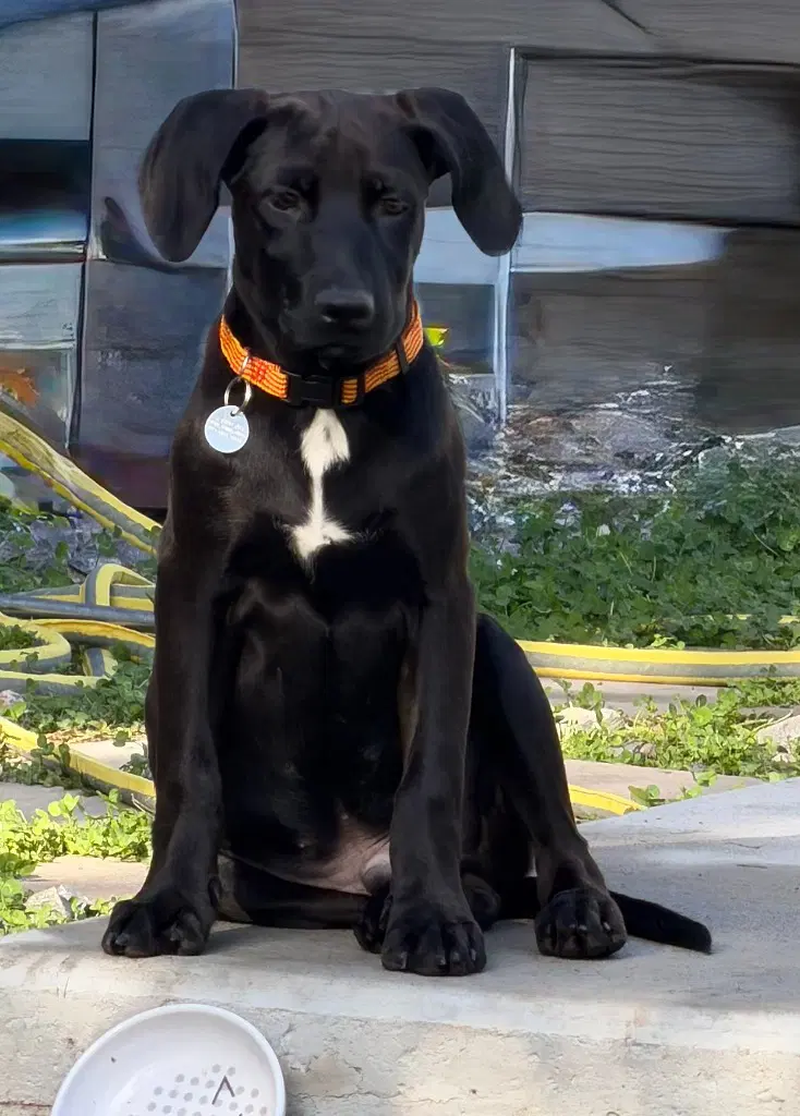 Cody - Labrador Retriever