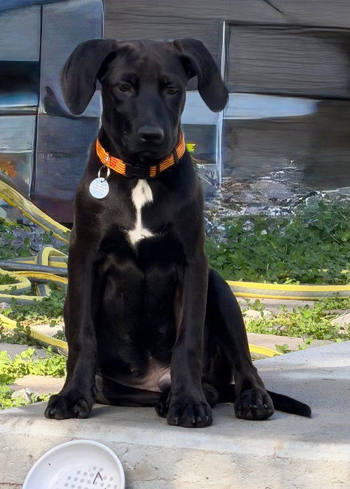 Cody, a dog for adoption from Community Animal Welfare Society