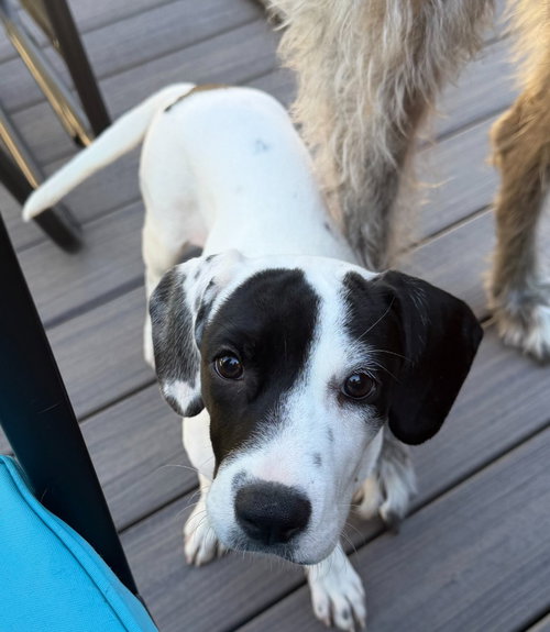 Dottie, a dog for adoption from Community Animal Welfare Society
