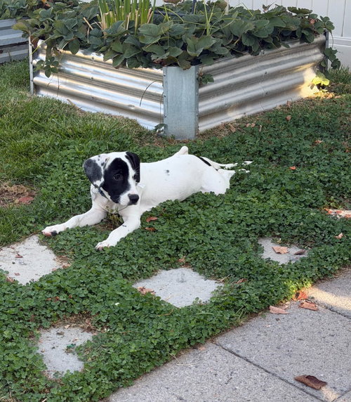 Photo 2 of Dottie