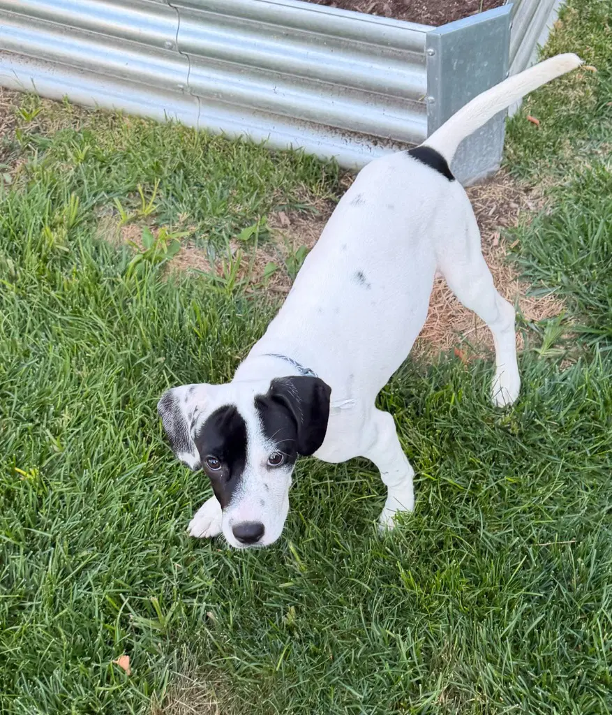 Dottie image 3