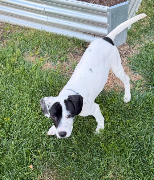 Photo 3 of Dottie