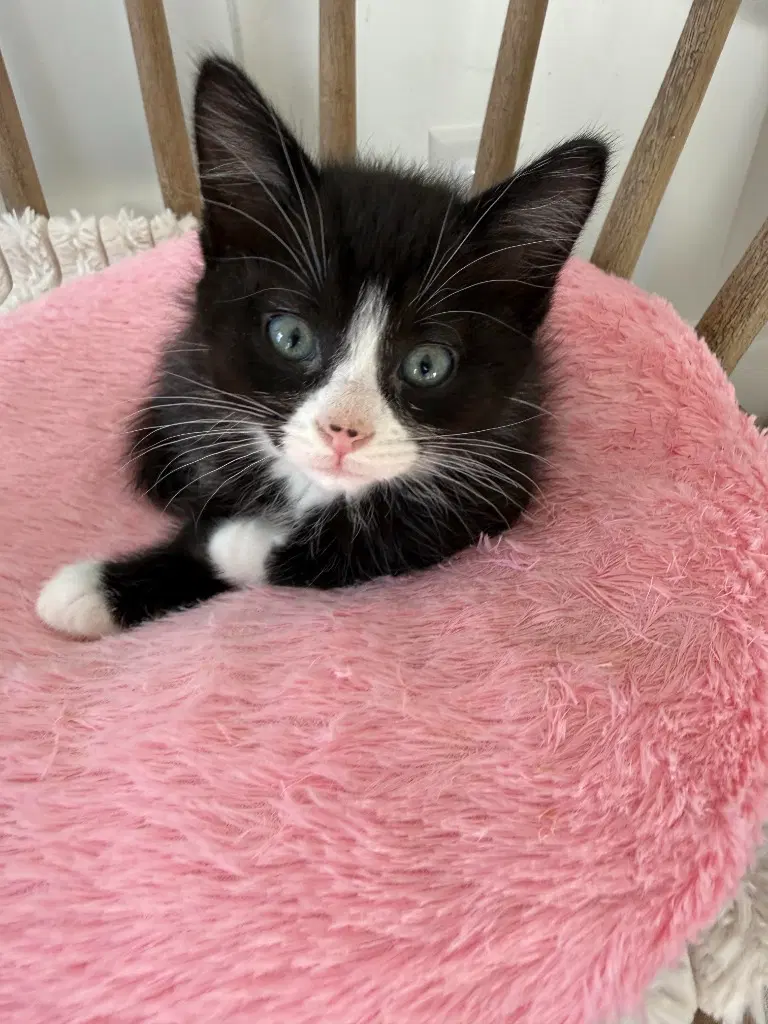 Georgie - Domestic Short Hair