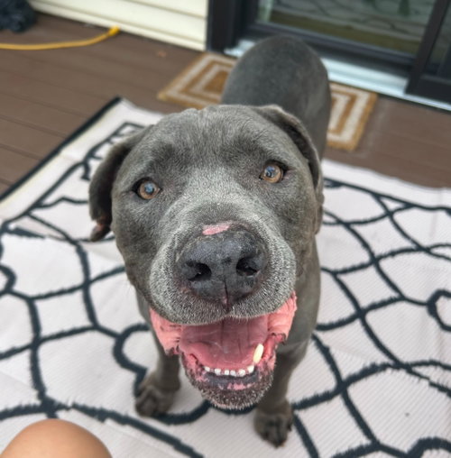 Gravy, a dog for adoption from Community Animal Welfare Society