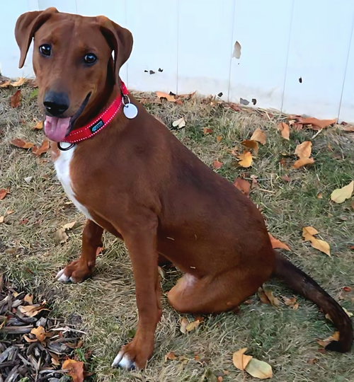 Latte, a dog for adoption from Community Animal Welfare Society