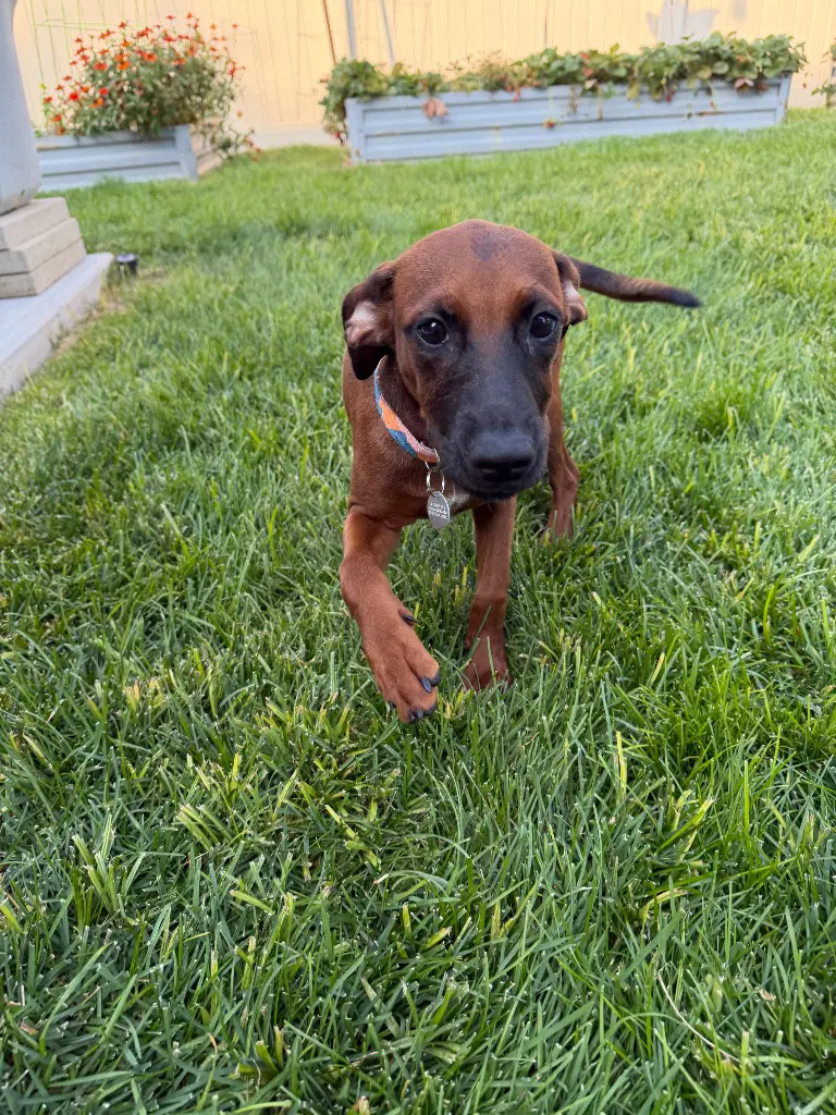 Little Red - Labrador Retriever