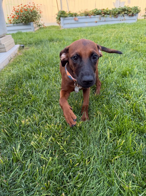 Little Red, a dog for adoption from Community Animal Welfare Society
