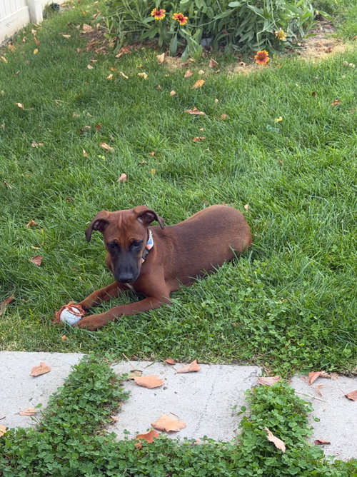 Photo 2 of Little Red