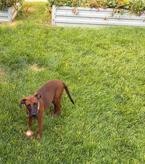 Photo 3 of Little Red