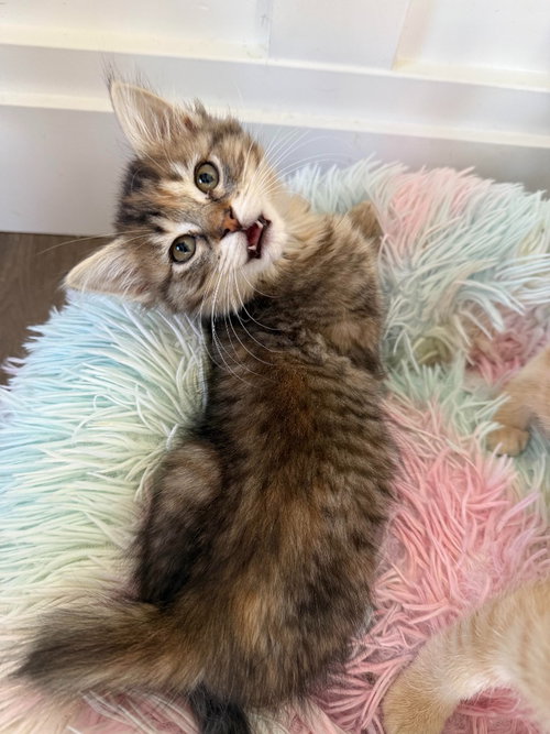 Missy, a cat for adoption from Community Animal Welfare Society