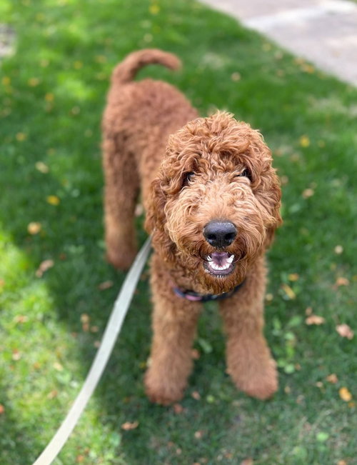 Osa, a dog for adoption from Community Animal Welfare Society
