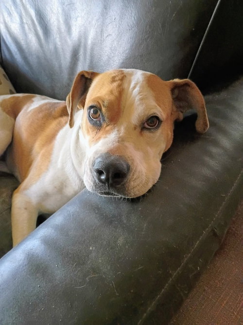 Patches, a dog for adoption from Community Animal Welfare Society