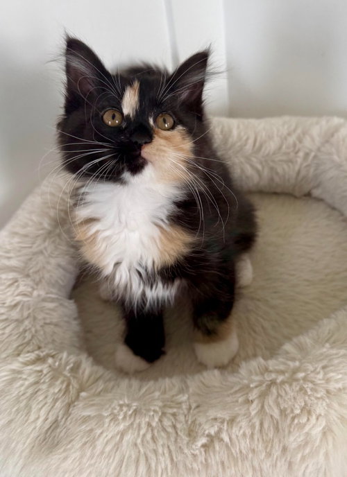 Penny, a cat for adoption from Community Animal Welfare Society