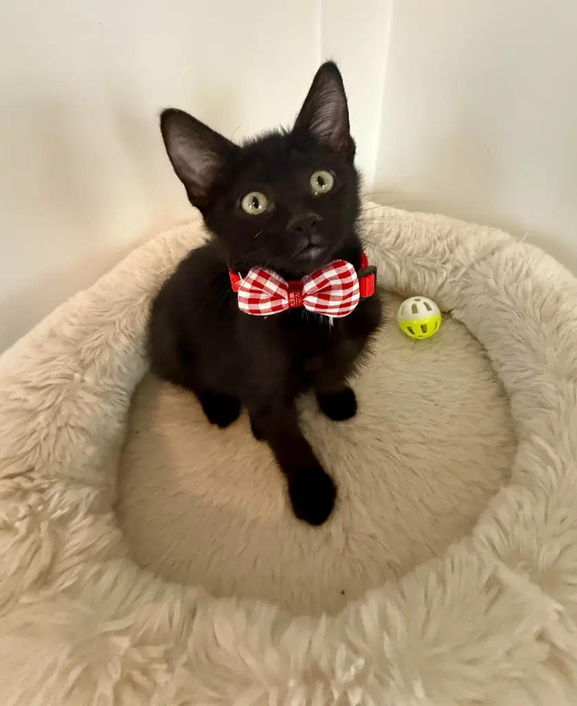 Ramona - Domestic Short Hair