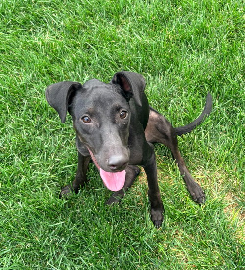 Rue, a dog for adoption from Community Animal Welfare Society