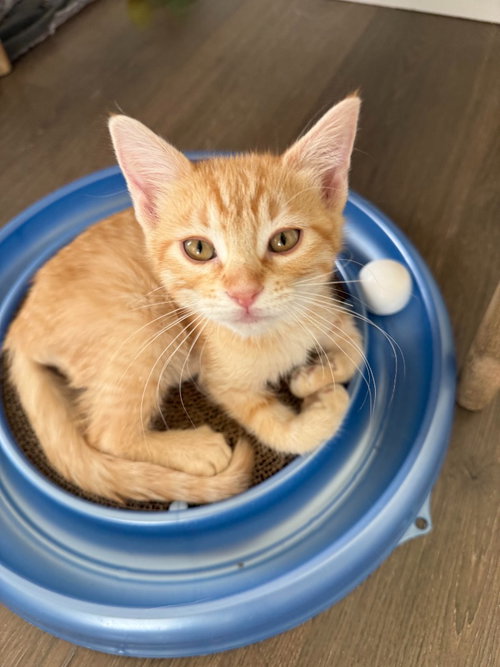 Sheldon Cooper, a cat for adoption from Community Animal Welfare Society