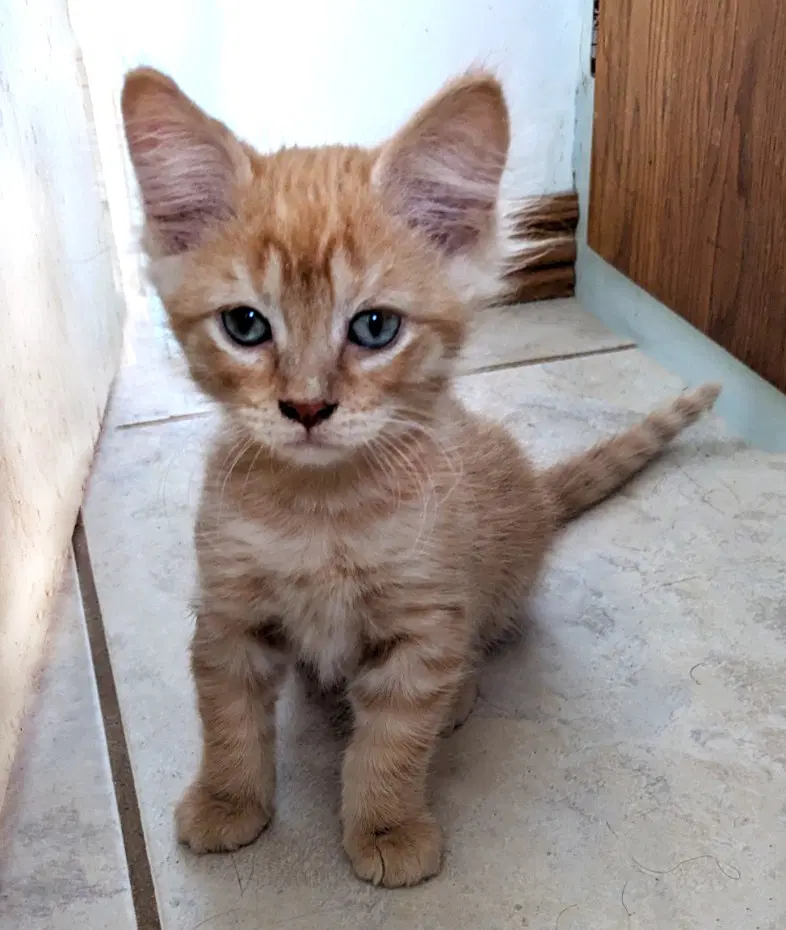 Orangesicle - Domestic Medium Hair