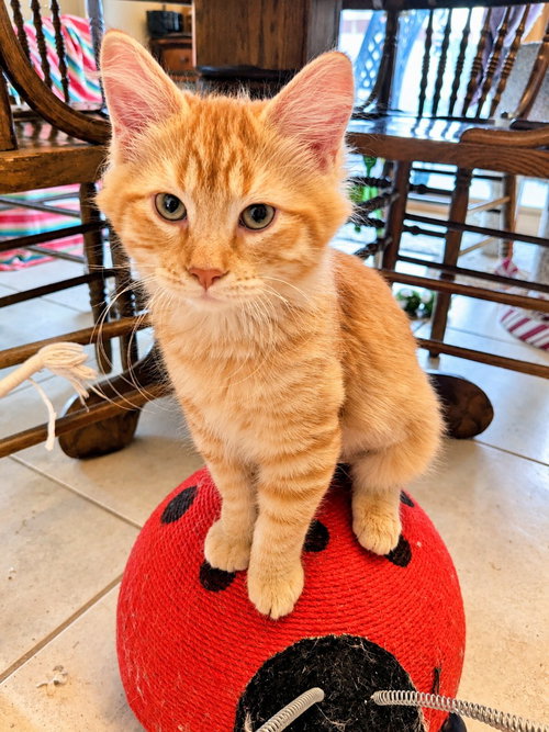 Orangesicle, a male kitten up for adoption