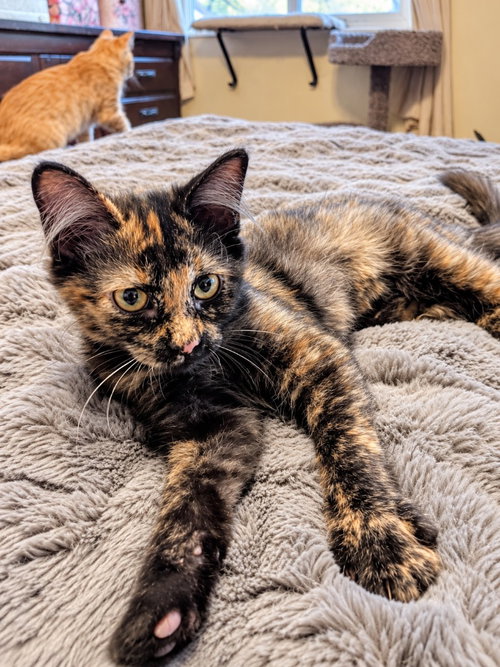 Skittles, a female kitten up for adoption