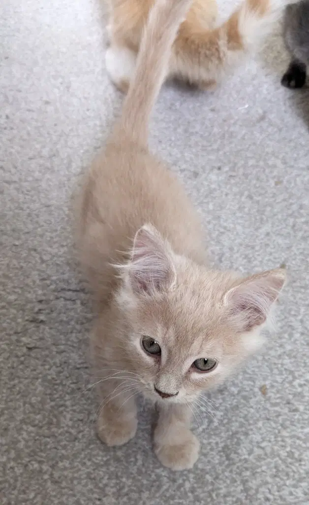 Spice - Domestic Medium Hair