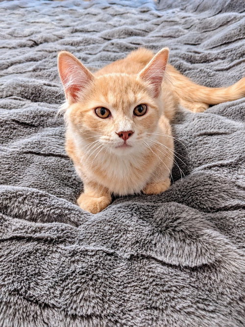 Spice, a male kitten up for adoption