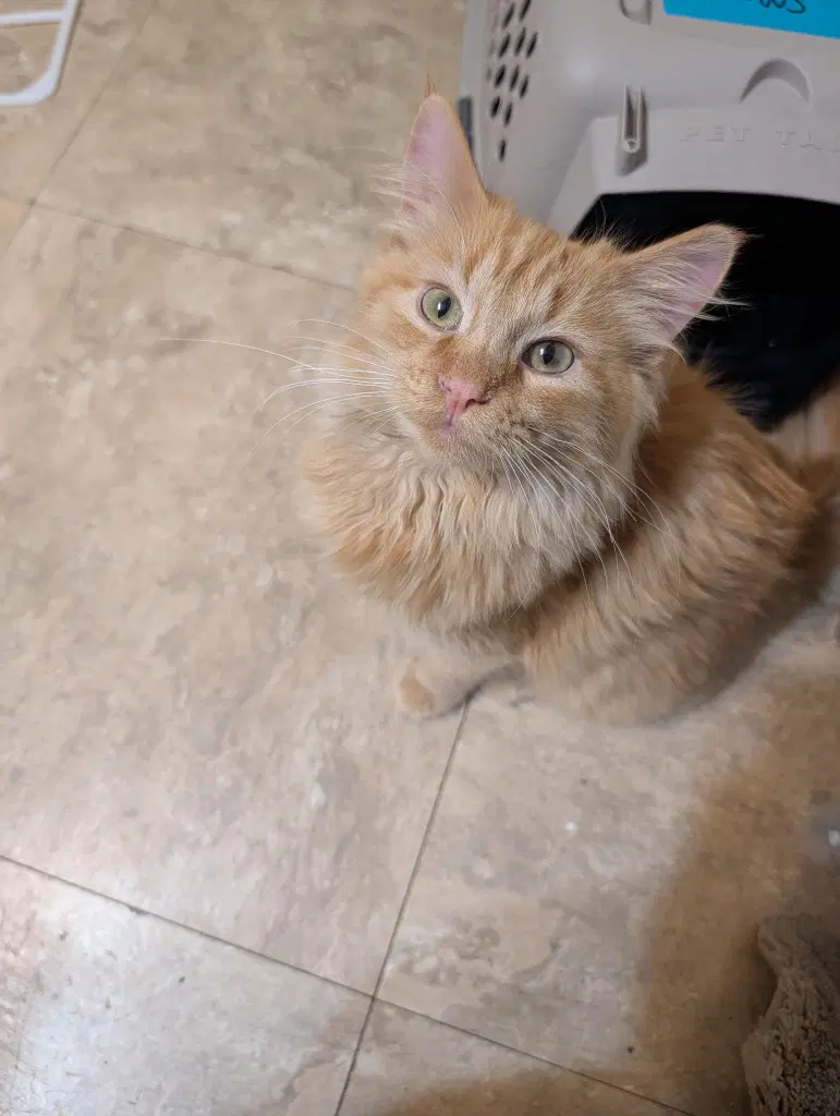 Tigger - Domestic Medium Hair