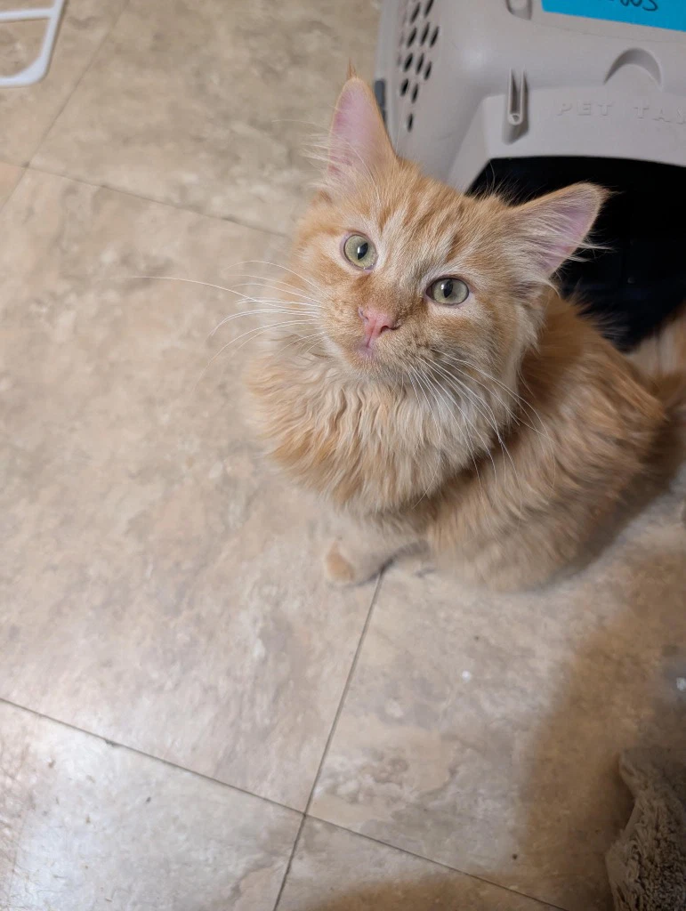 Tigger
