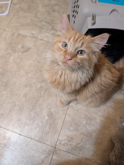 Tigger, a cat for adoption from Community Animal Welfare Society