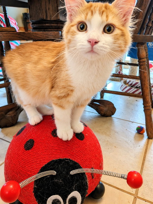 Toby, a male kitten up for adoption