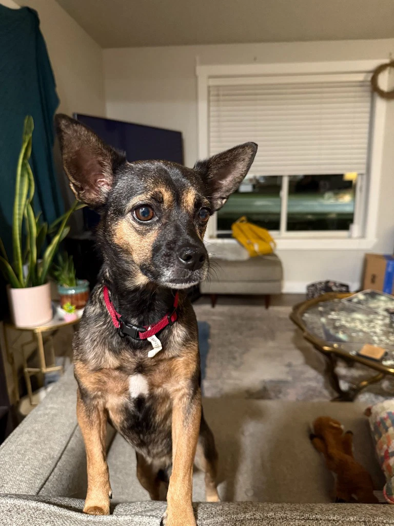 Pebbles