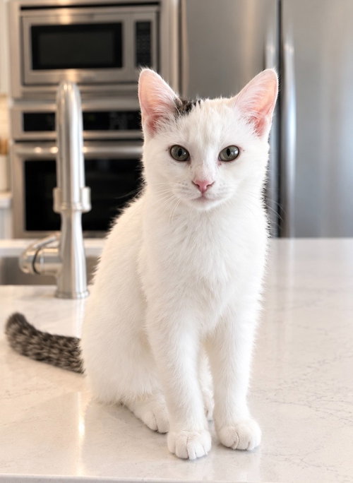 Miss Muffin, a female kitten up for adoption