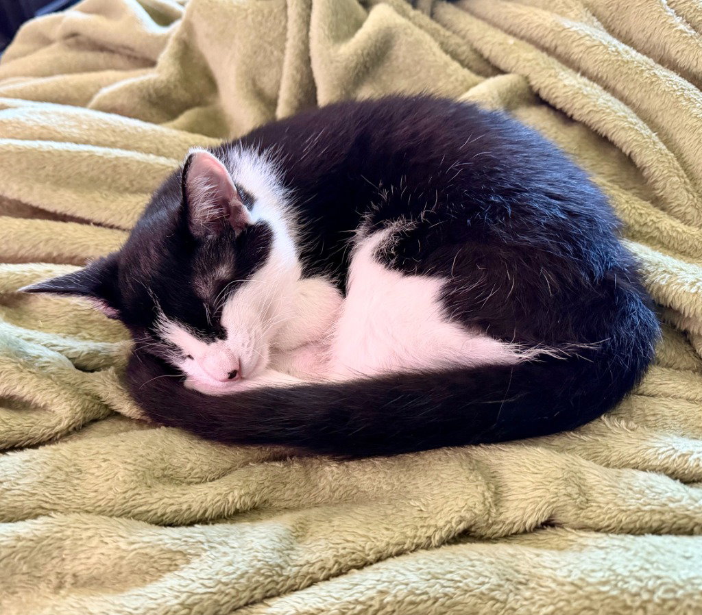 Potato