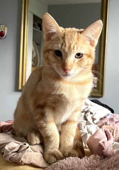 Bippy, a male kitten up for adoption