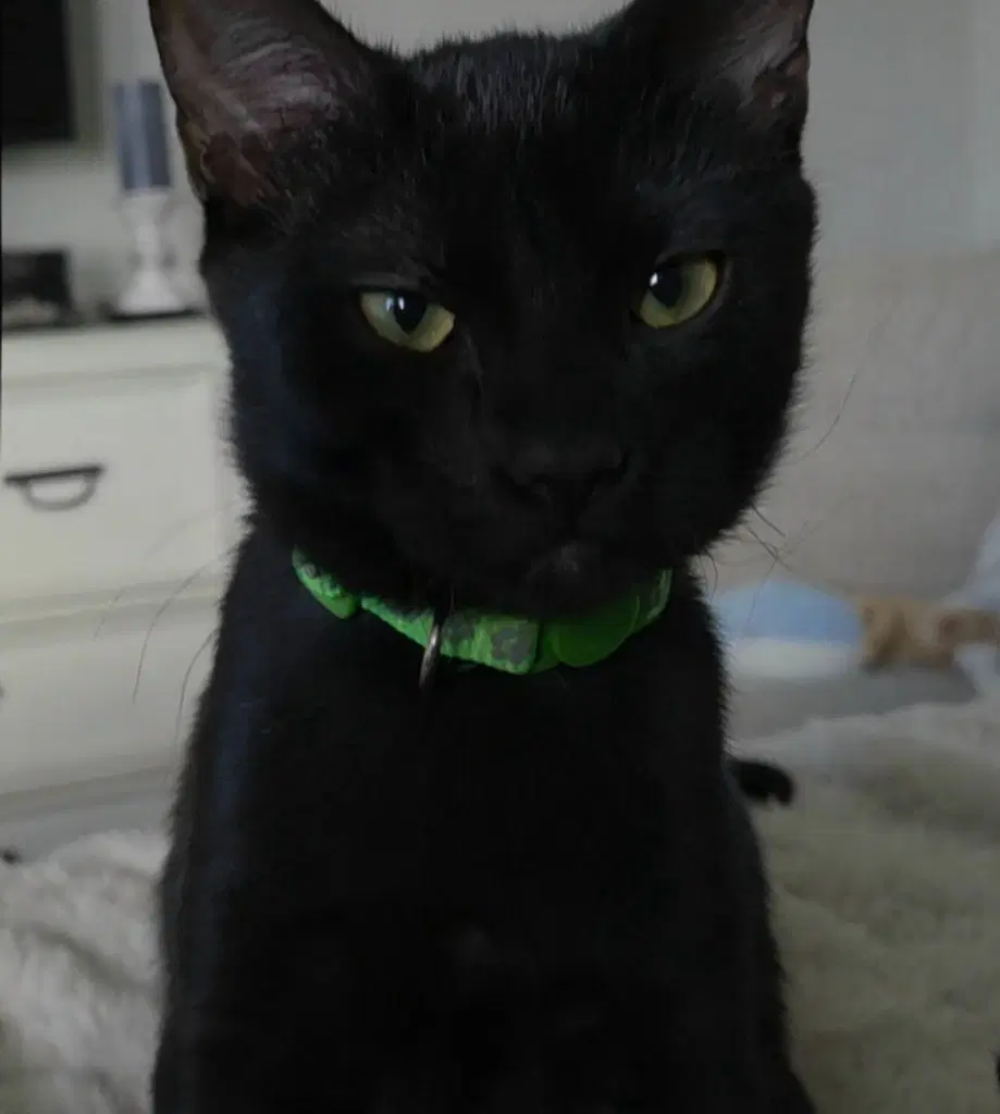 Chad - Domestic Short Hair