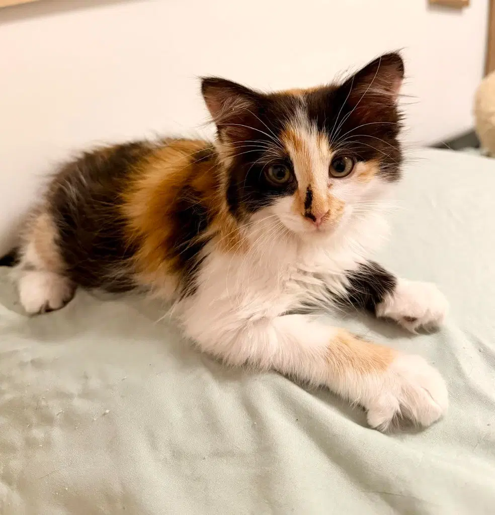 Dahlia - Domestic Long Hair