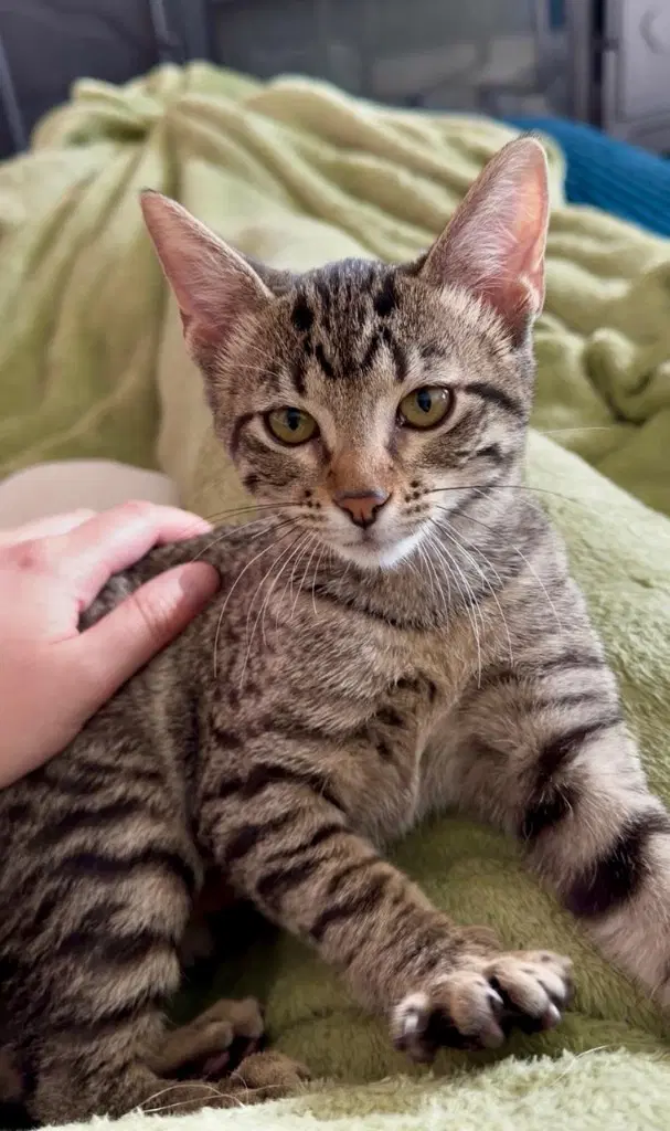 Daisy - Domestic Short Hair