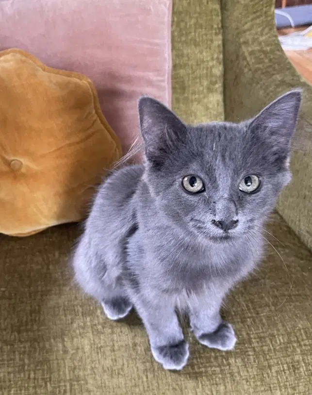 Dippy - Domestic Long Hair