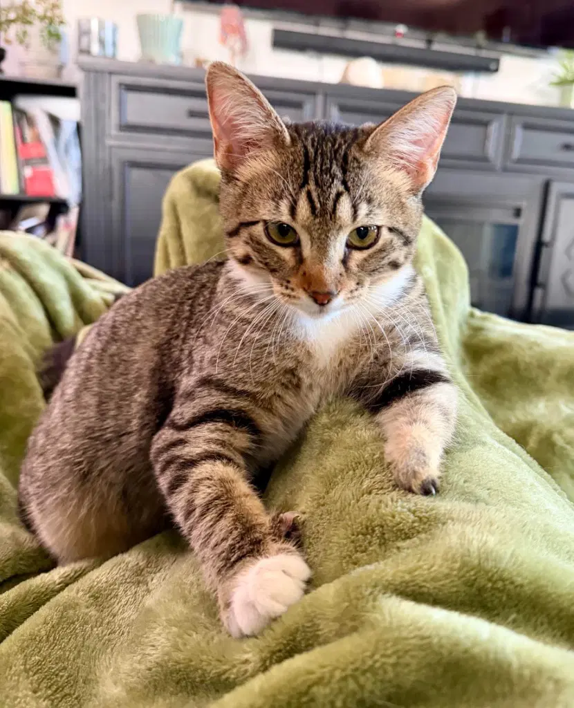 Rose - Domestic Short Hair